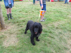 Electric-Picnic-Festival-My-Lovely-Horse-Rescue