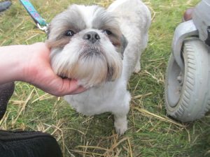 My Lovely Horse Animal Sanctuary Electric Picnic