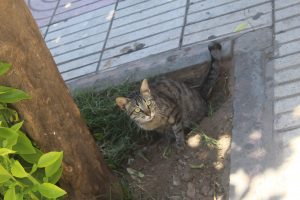 Marrakech Cats