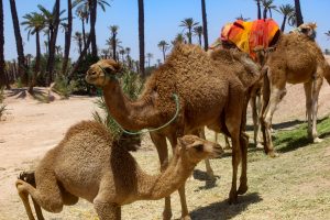 Marrakech Camels