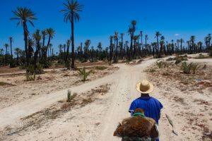 Marrakech Camel Ride